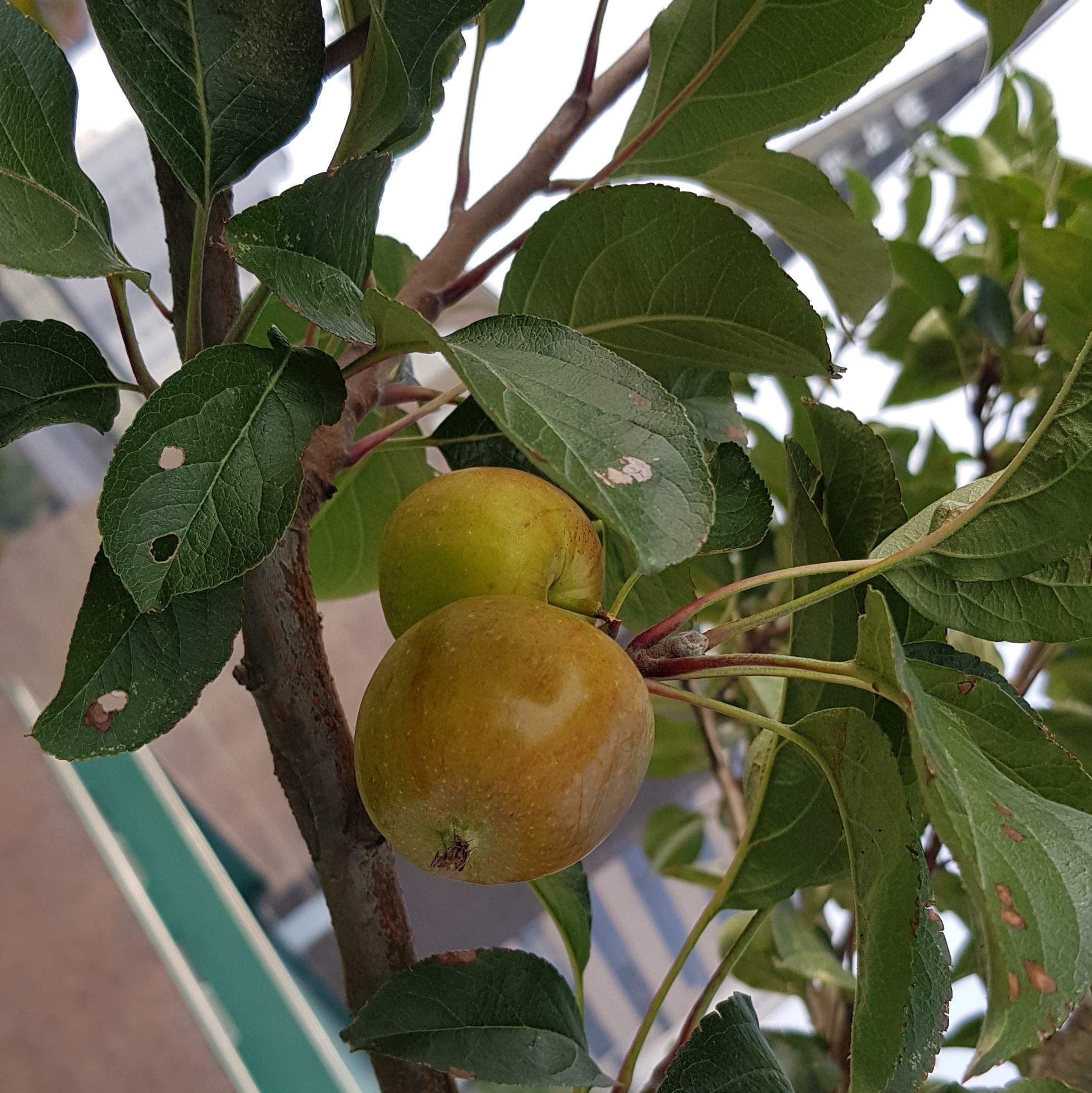 선교관 옥상(사과)